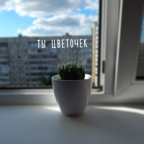 flowerpot, glass wallpapers