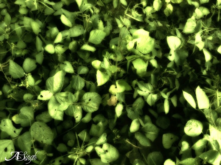 Nature Leaves