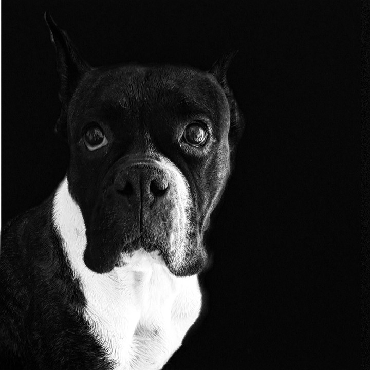 Janis