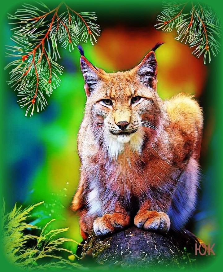 Красивая дикая кошка.