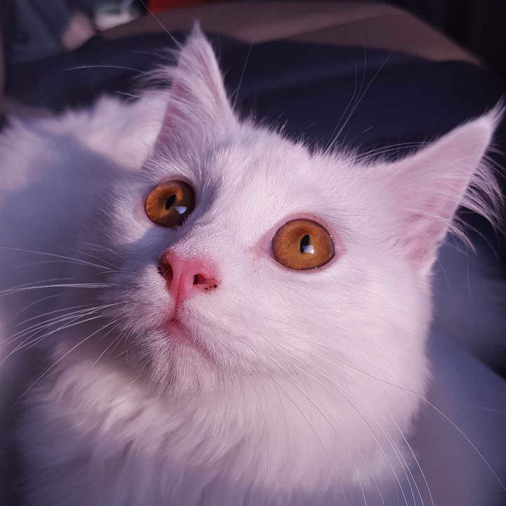고양이