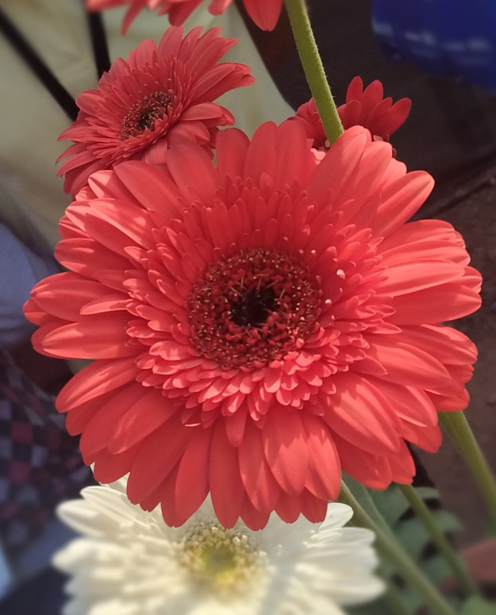 flower