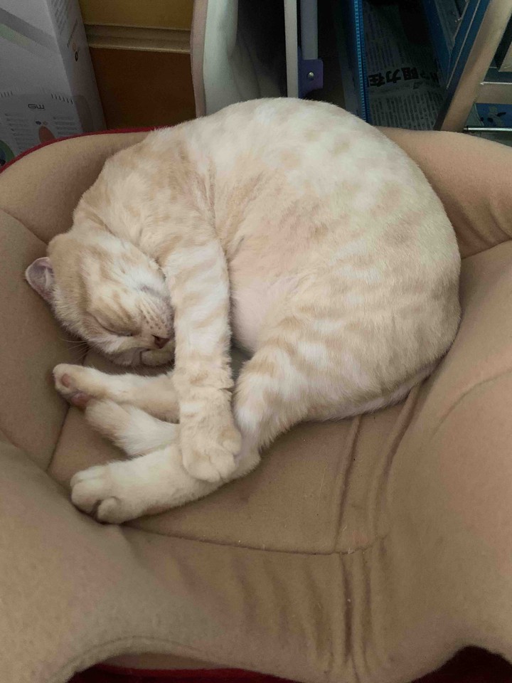 Cat 妮妮
