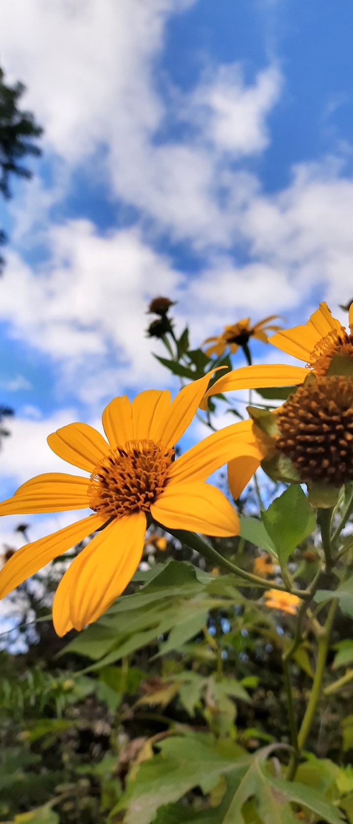 Yellow flower