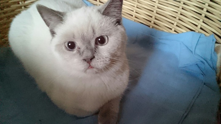 cat<3