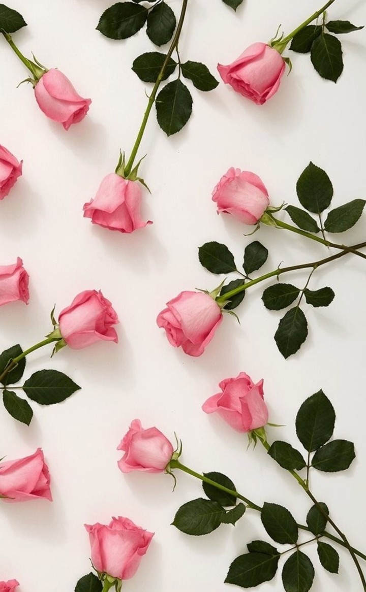 rosa