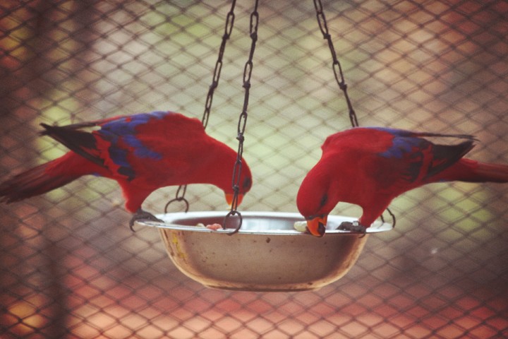 my best frt clike red birds