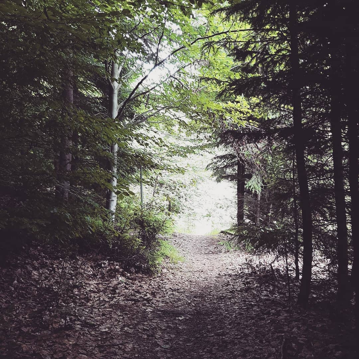 Woods