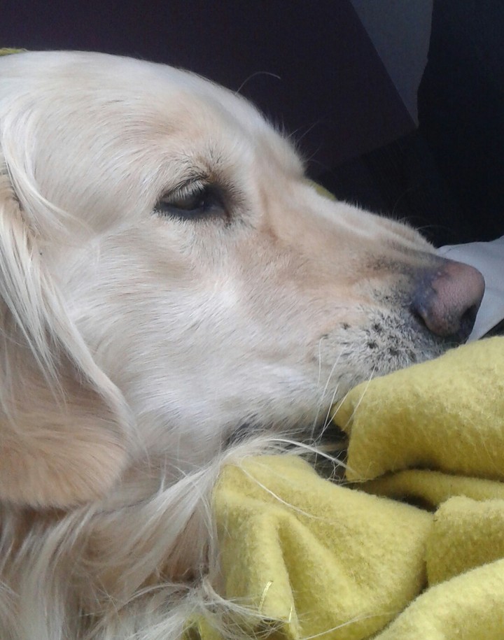 My dog 