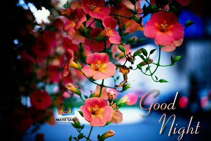 good night friends