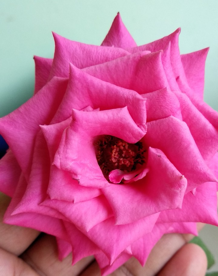 rose