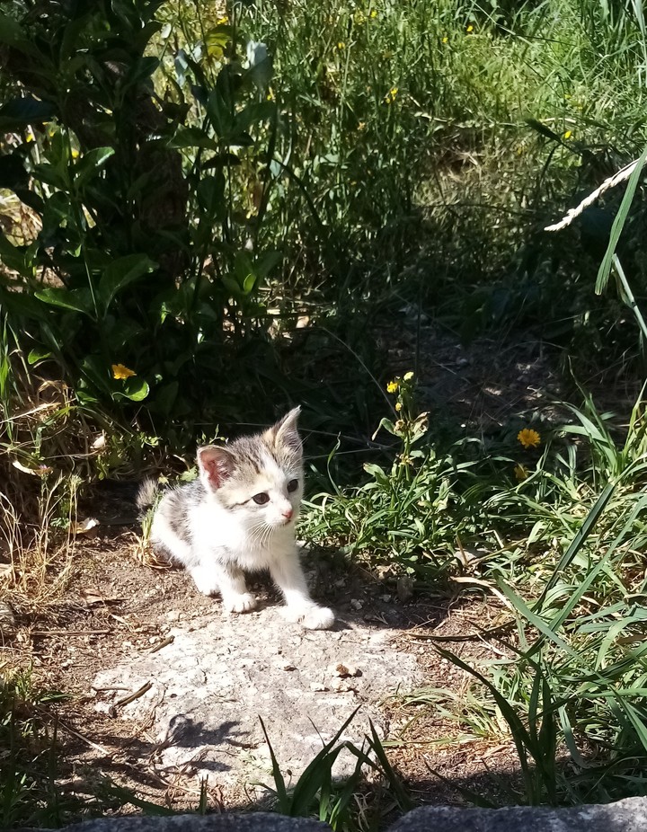 kitten