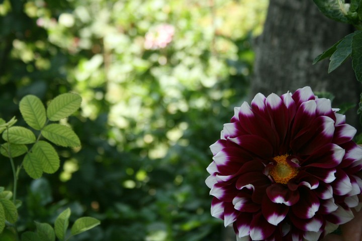 kokab flower in Sarein (Ardebil) Iran