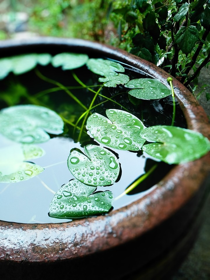 Water drops