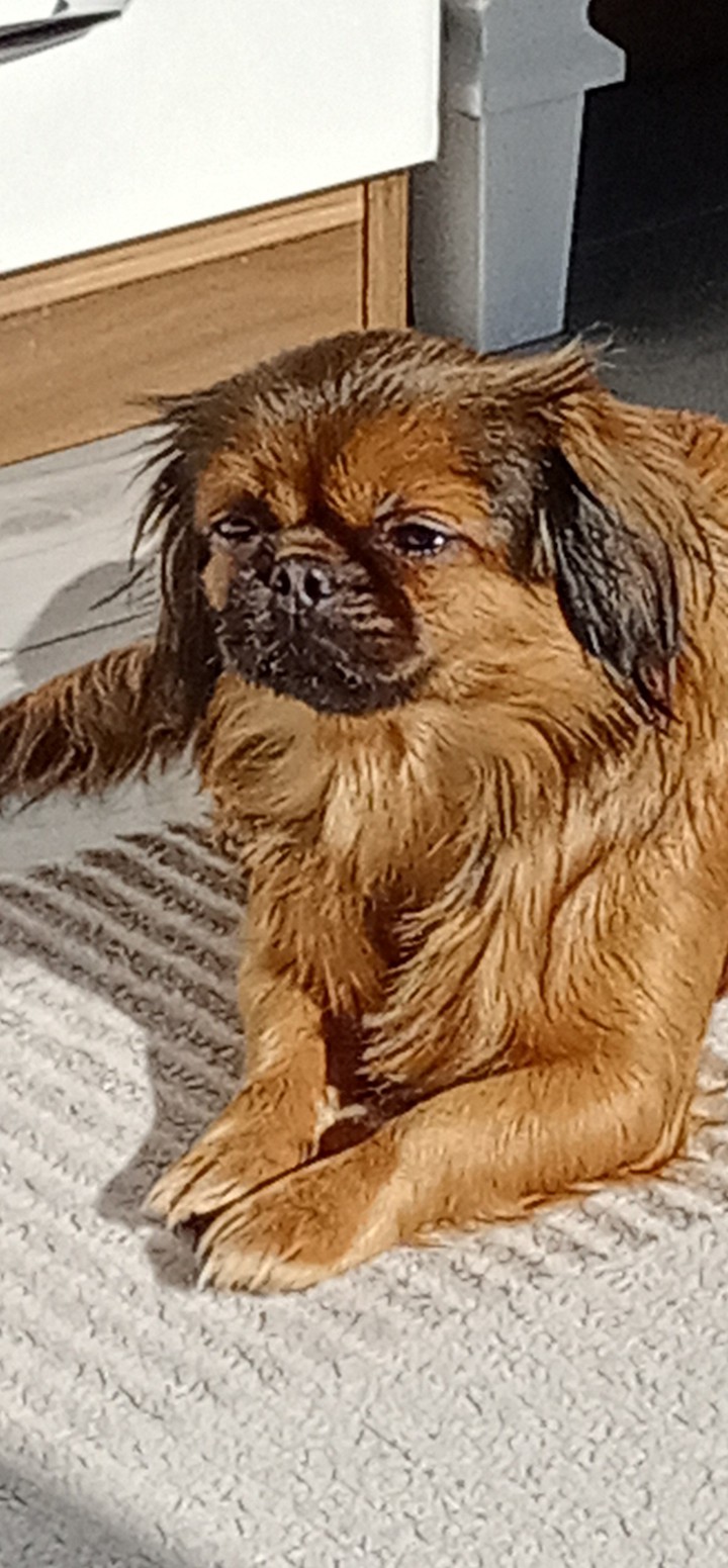 dog