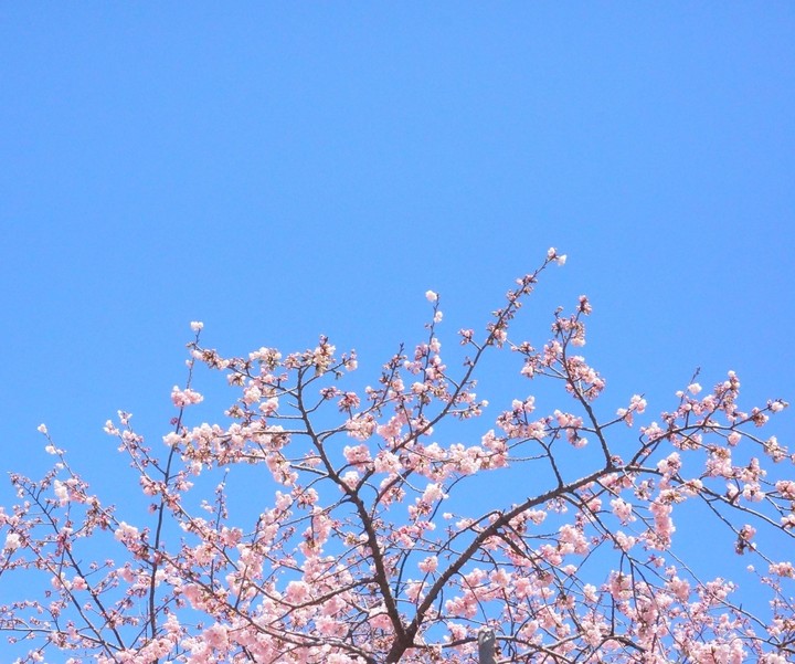 spring