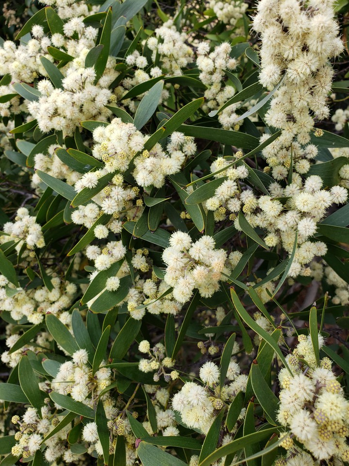 Mimosa