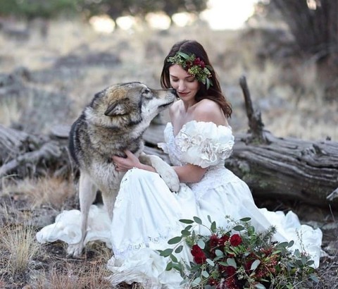 fur, wolf वॉलपेपर