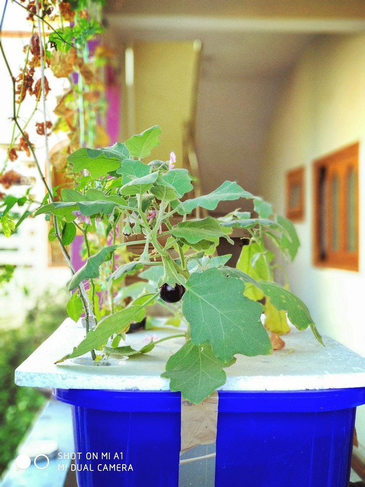 hydroponics