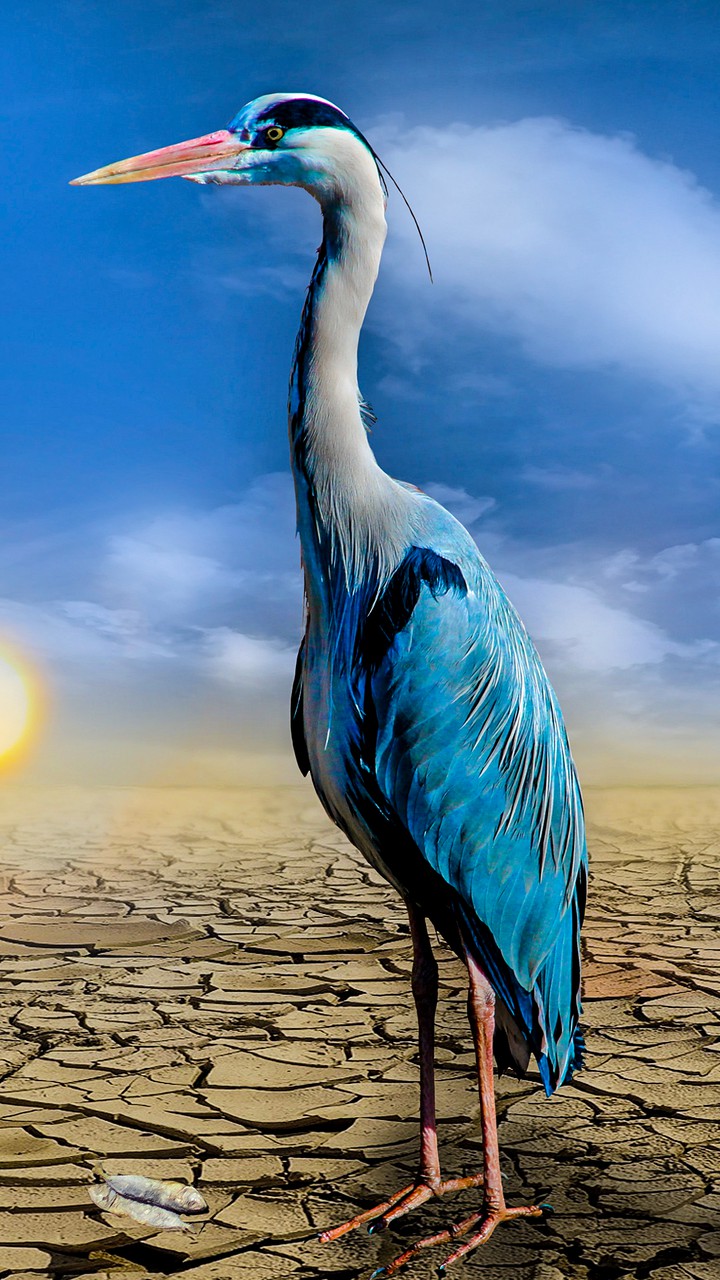 HD wallpaper