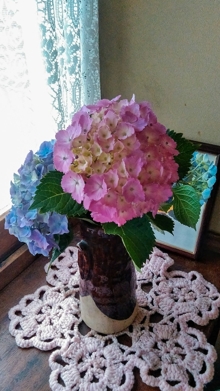 hydrangea