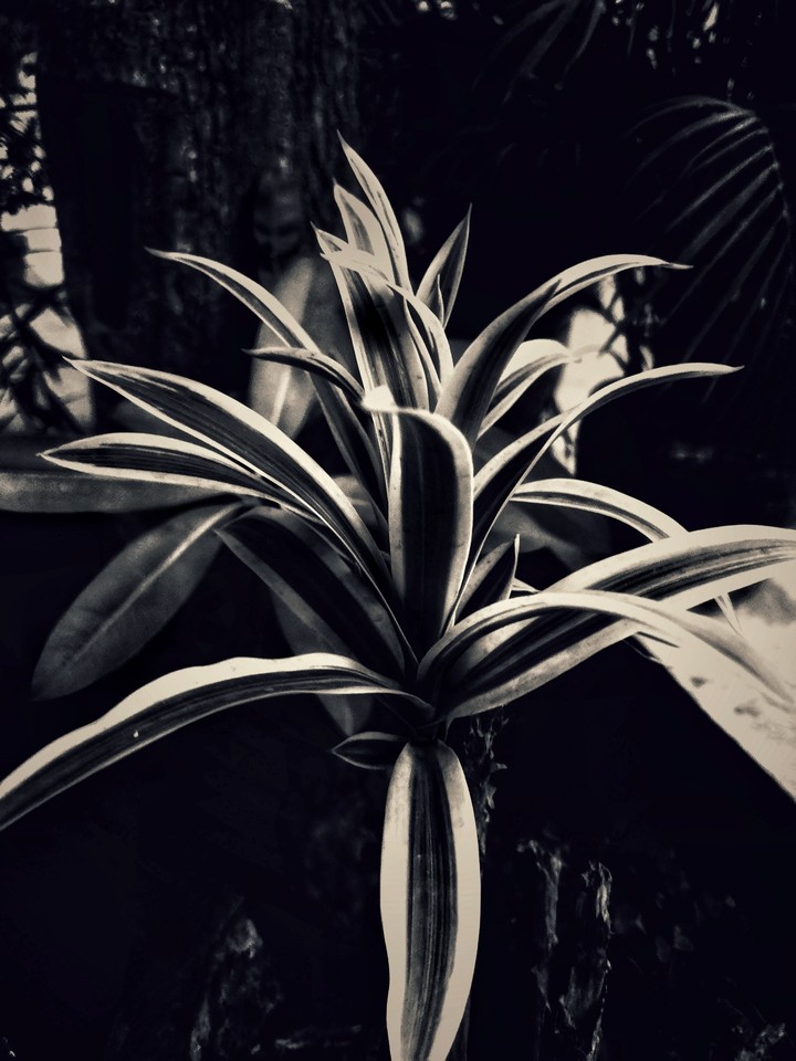 plant leaves