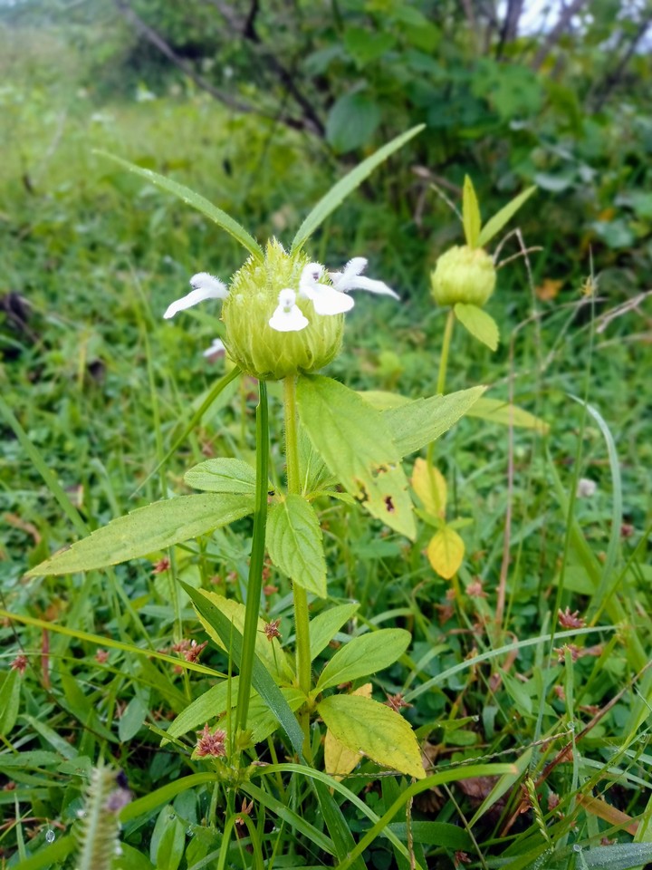 beauty of nature
