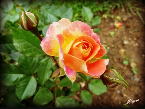 Wonderful flowers