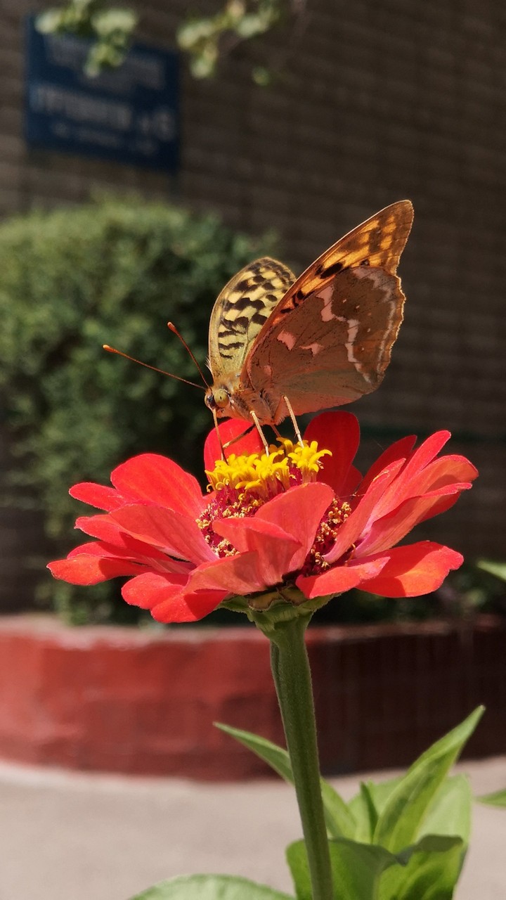 butterfly