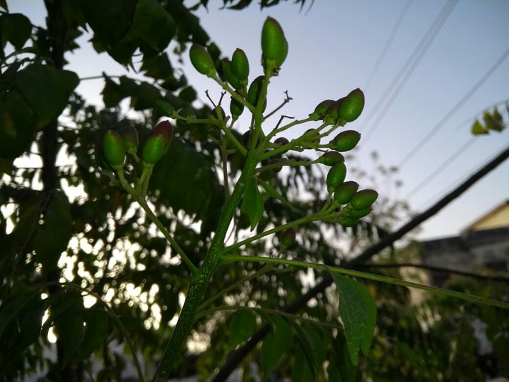 neem plant fruits