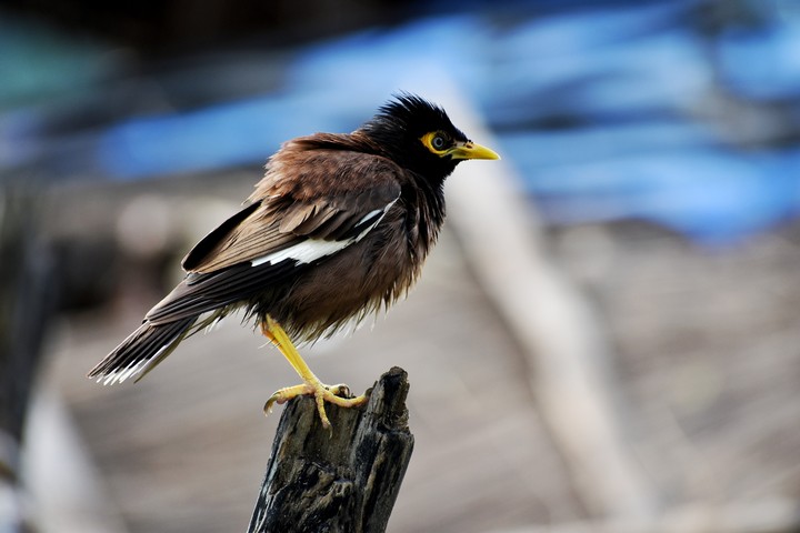 little bird