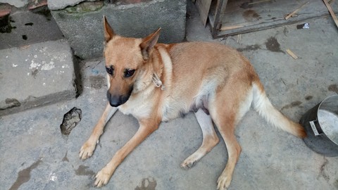 dog