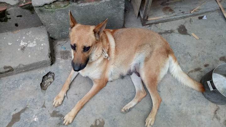 dog