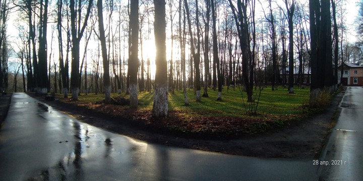 forest