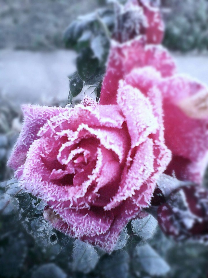 winter rose