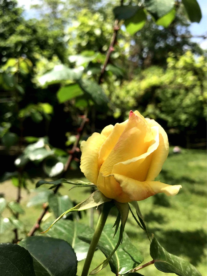 yellow rose