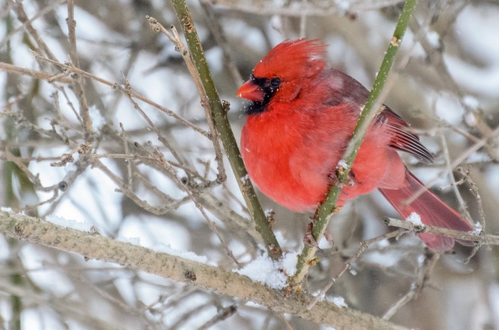 Cardinal in winter