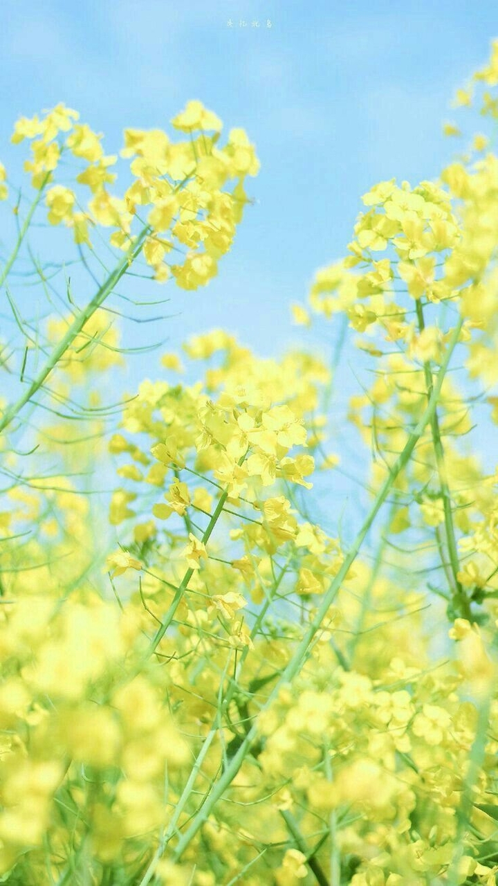 sfondi Mustard, spring