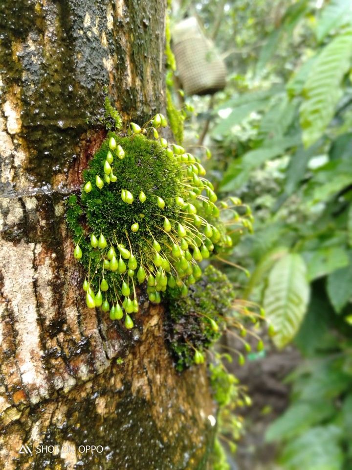 mosses.