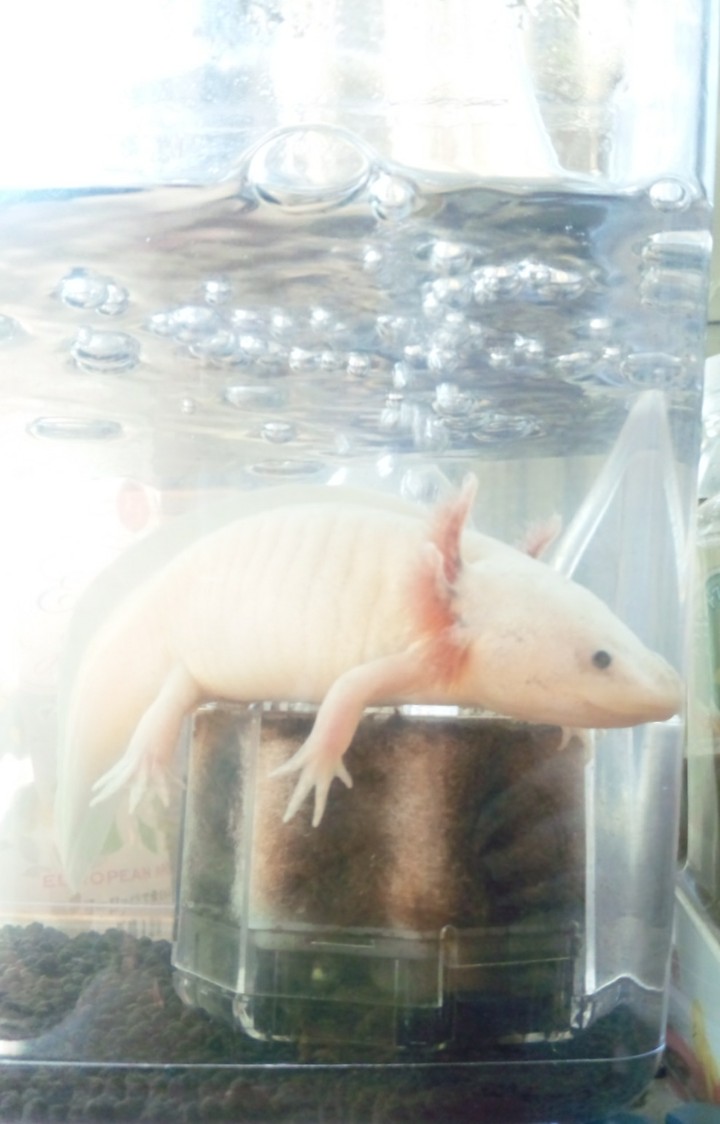 ウーパールーパー