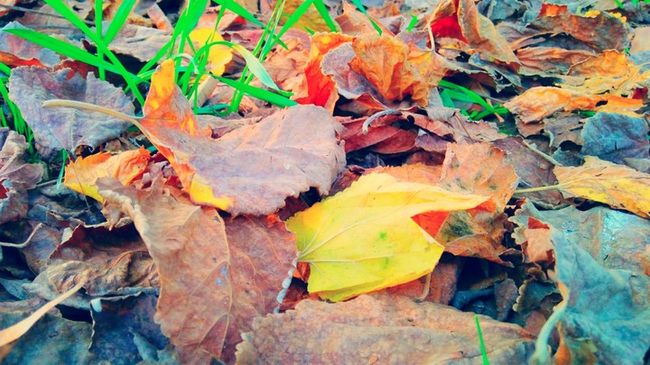 Dry Leaves........
