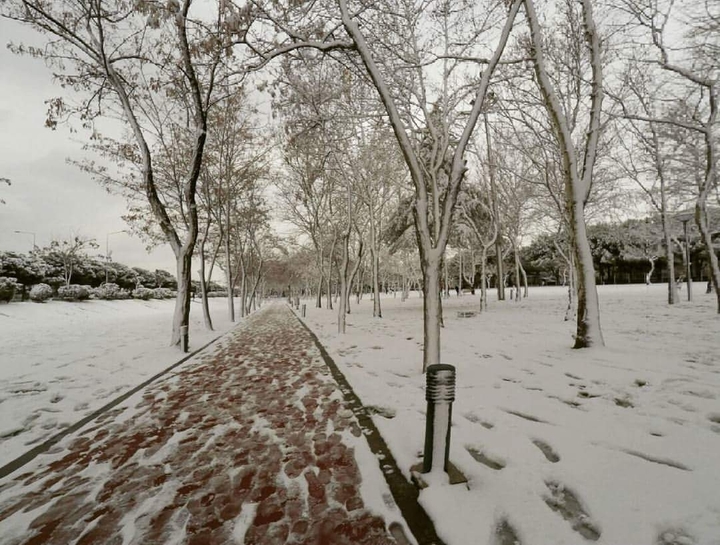 #wild #snow #winter #tree