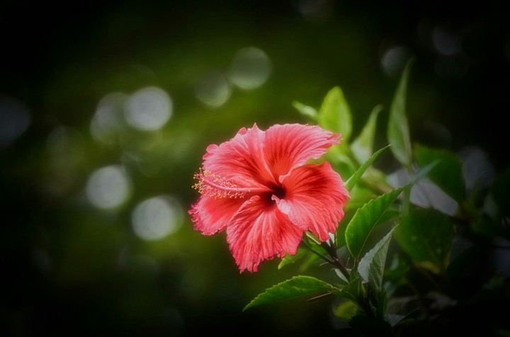 Hibiscus