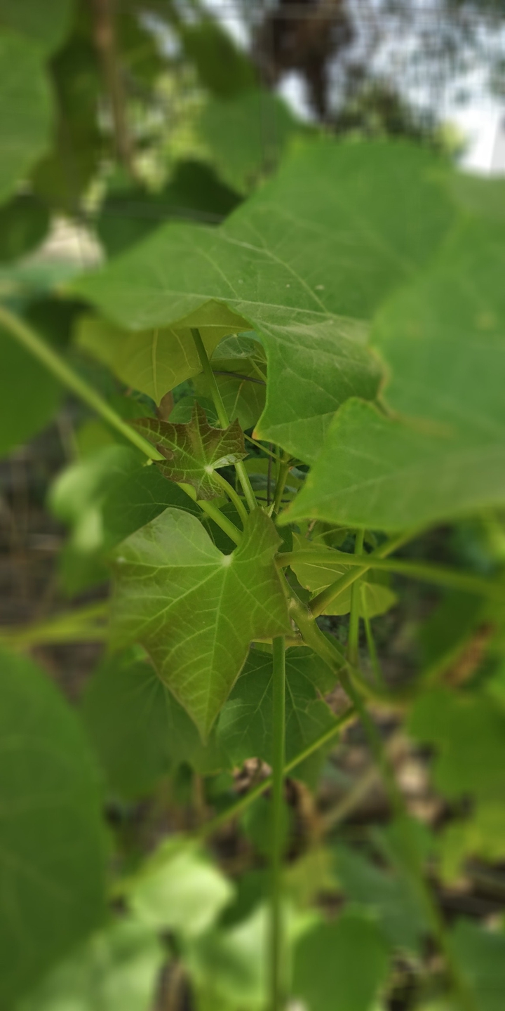 pik