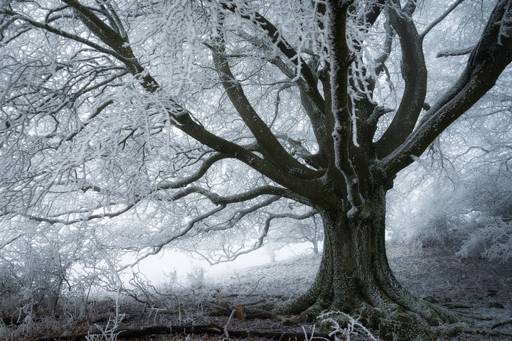 frozen tree