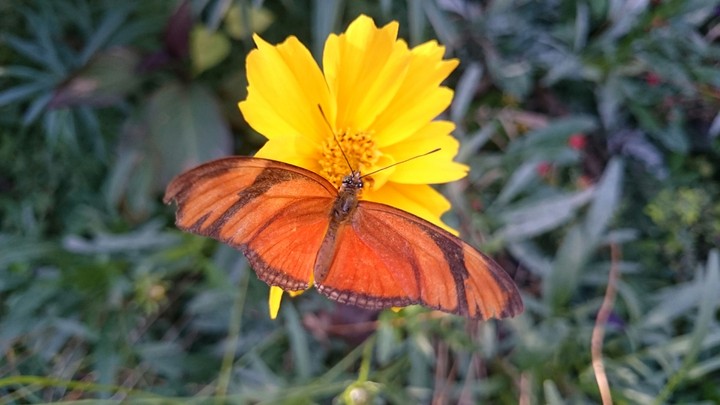 flor amarela