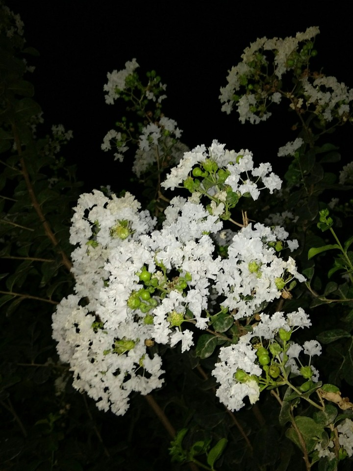 White Flowers Bunch... ❤