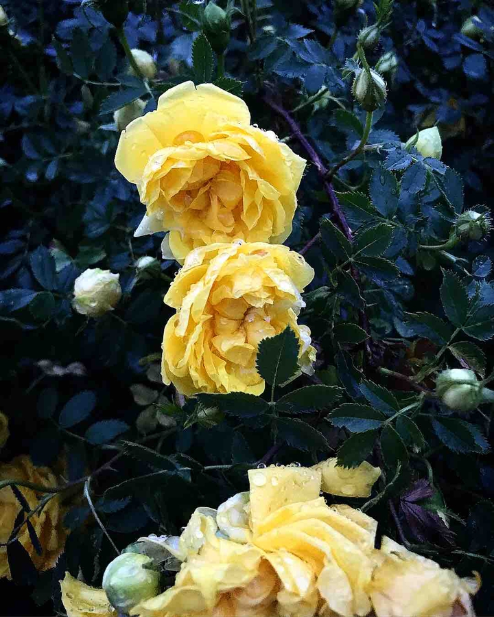 Roses in the rain