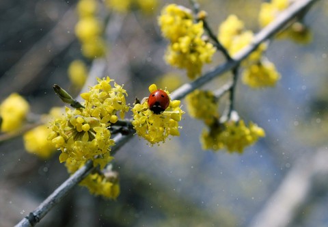 O.V.✨My Spring✨