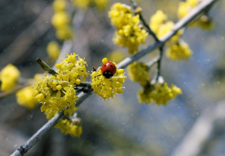 O.V.✨My Spring✨